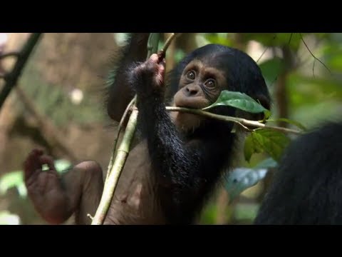 Chimpanzee Official Trailer