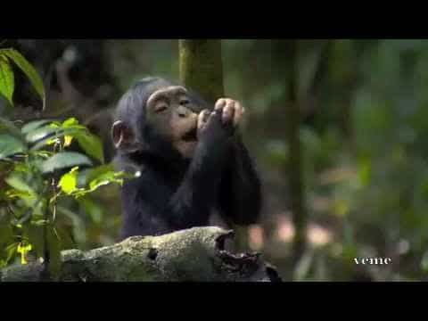 Disney Nature Earth Day 2012 song – The Sound of Sunshine