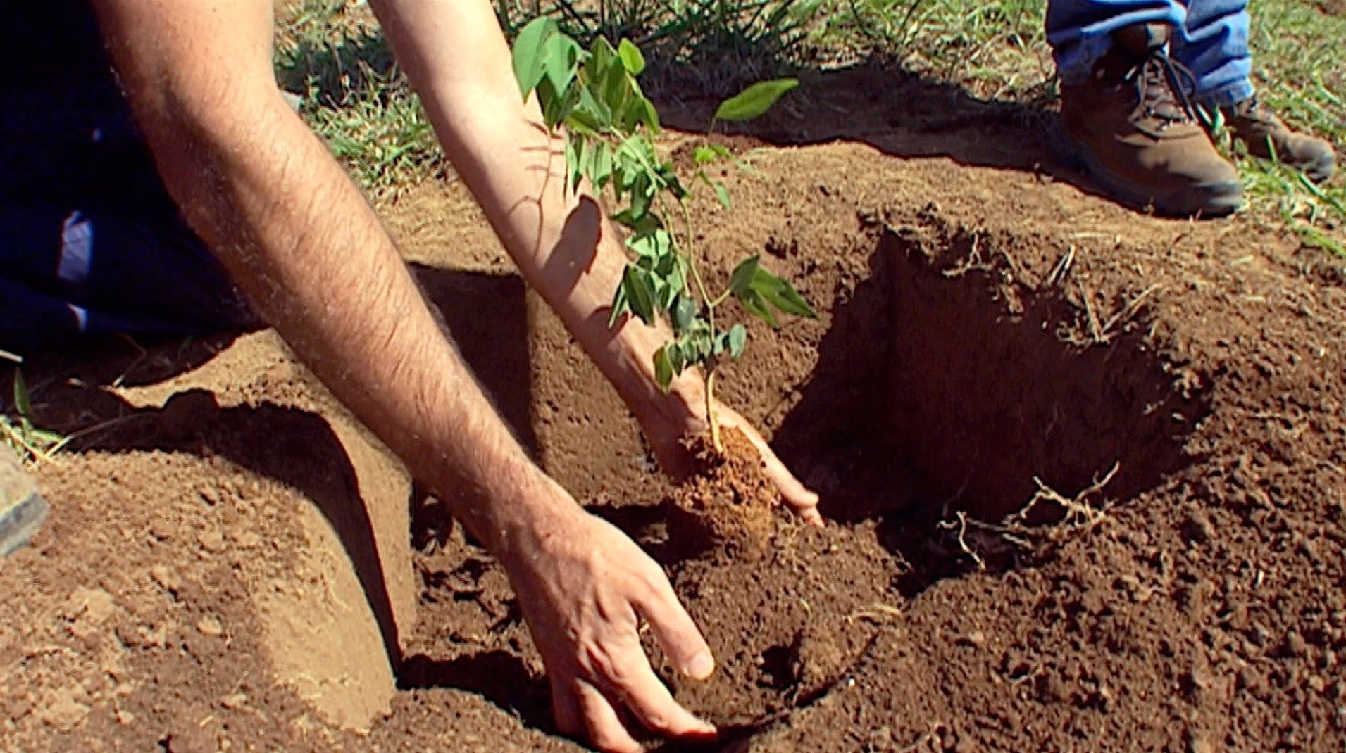 Disneynature Celebrates Earth Day 2013 – 3 Million Trees Planted