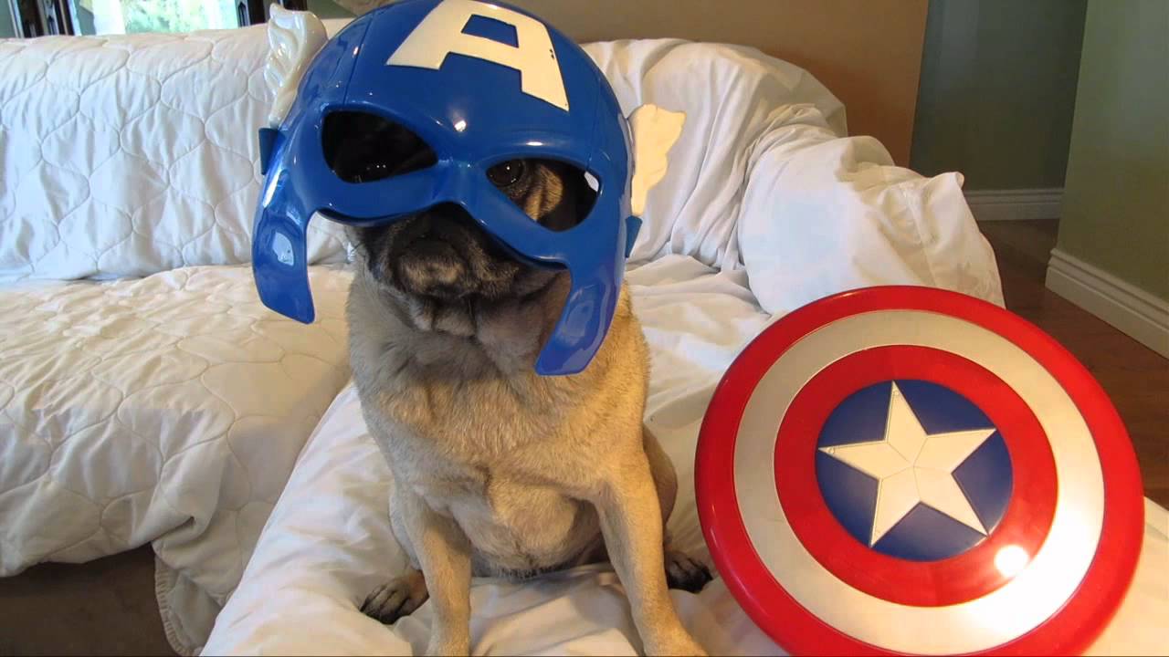 Earth’s Mightiest Heroes Are… Avenger Pugs!