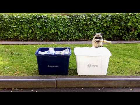 GREEN PUG RECYCLES! and changes lightbulb, carpools…