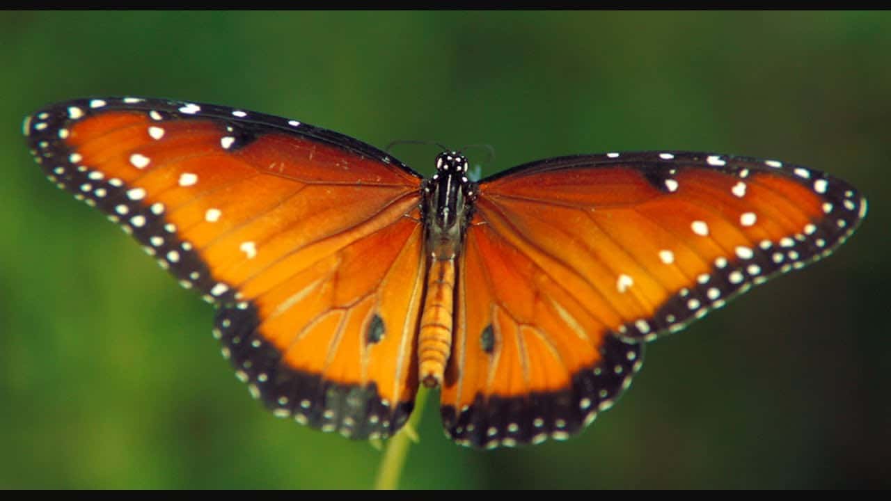 The Beauty of Pollination – Moving Art™